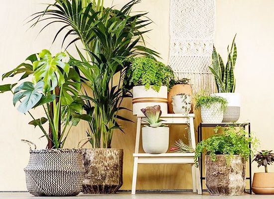 cay-xanh-khien-khong-gian-noi-that-dep-hon