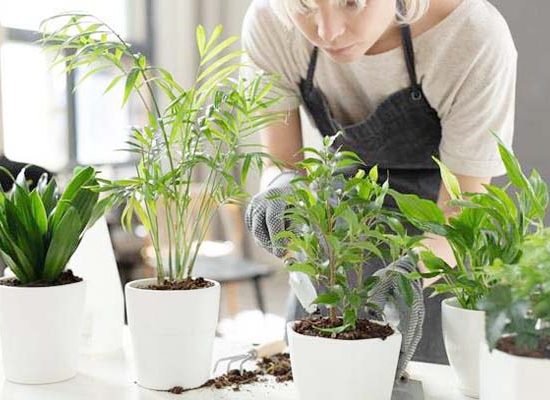 3-cach-trang-tri-cay-xanh